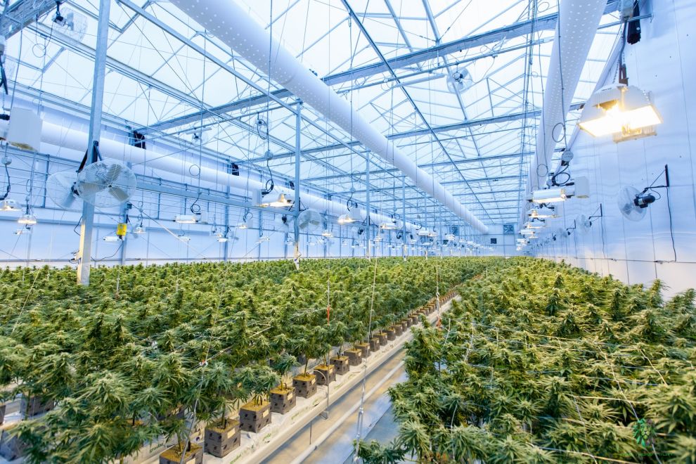 A Guide to Cannabis Equipment Leasing